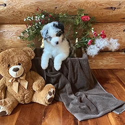 sirius aussies australian shepherd 5 weeks old puppy, 2 available